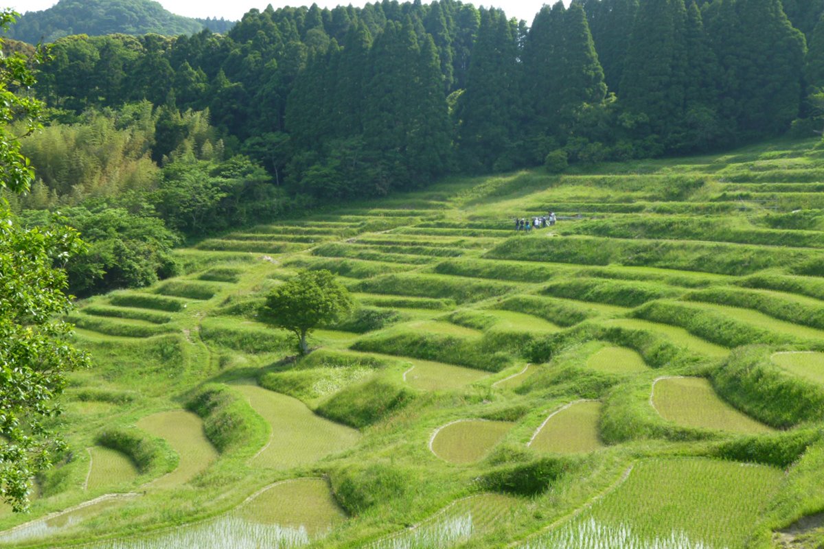 🌾 오오야마 계단식 논(오오야마 센마이다) 이미지 5